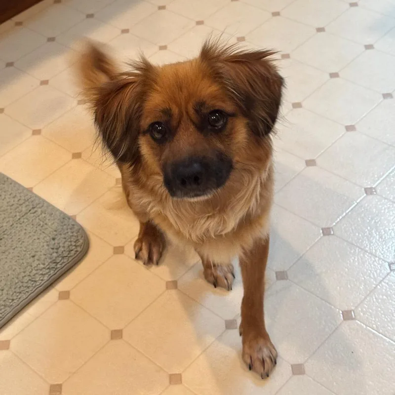 An adult small-sized female Brown / Chocolate Mixed Breed dog named Cupcake for adoption in Fredericksburg, VA