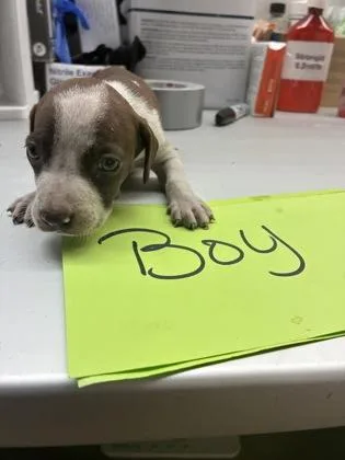 A baby small-sized male Pit Bull Terrier dog named Cooper for adoption in Gainesville, FL