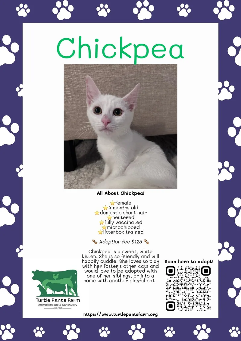 A young medium-sized female White Domestic Short Hair cat named Chickpea for adoption in Pittsboro, NC
