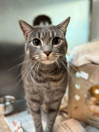 A young small-sized male Domestic Short Hair cat named Conrad for adoption in Daytona Beach, FL