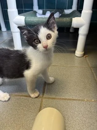 A baby small-sized female Domestic Short Hair cat named Lyra for adoption in Honolulu, HI