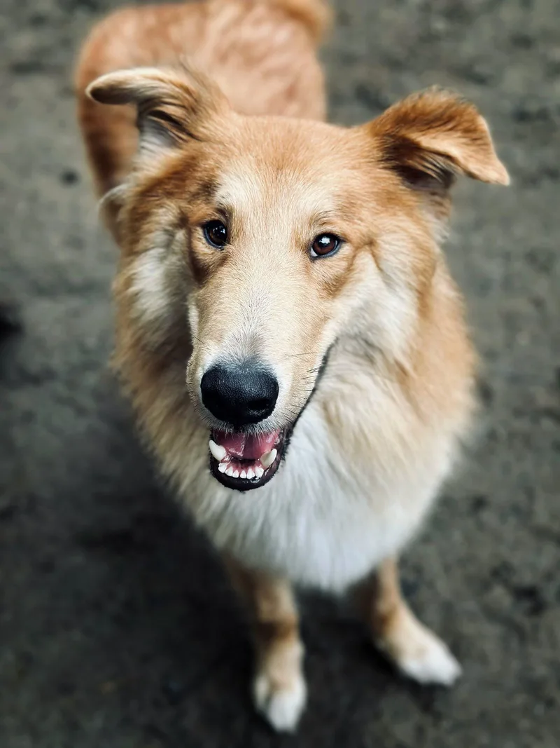 King Frederick thumbnail 3