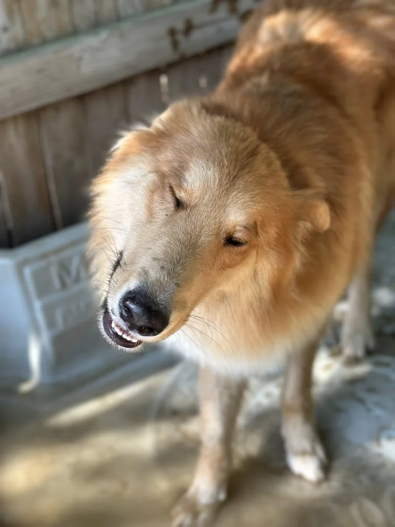 King Frederick thumbnail 4