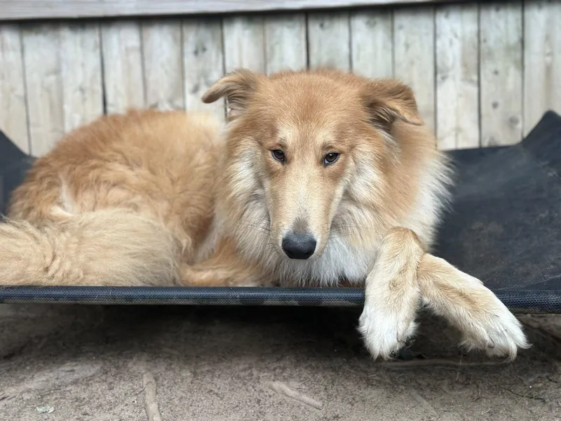 King Frederick thumbnail 5