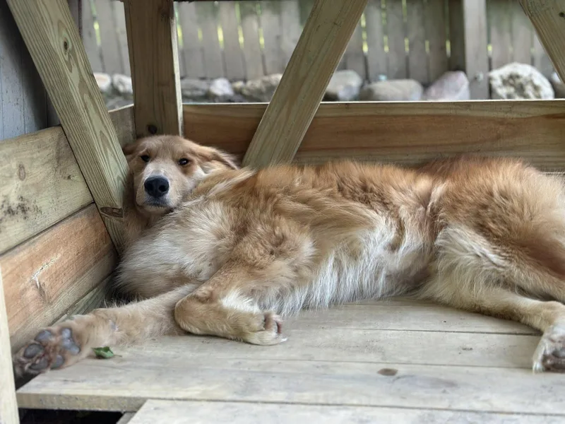 King Frederick thumbnail 6