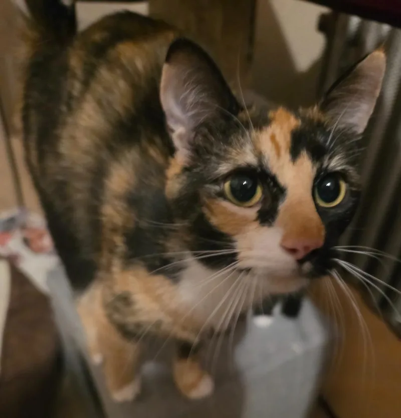 A young small-sized female American Shorthair cat named Precious for adoption in Hagaman, NY