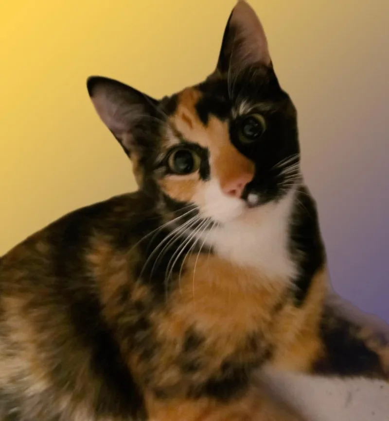 Precious thumbnail 2