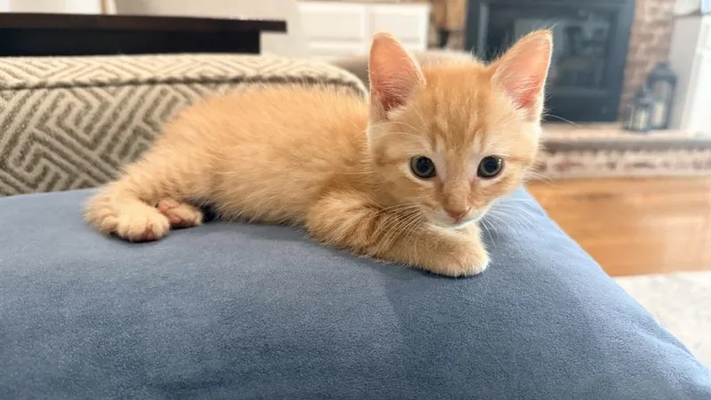 A baby small-sized male Domestic Short Hair cat named Mojave for adoption in Henrico, VA