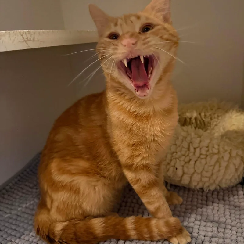 An adult medium-sized male Orange / Red Domestic Short Hair cat named Orange Fireworks for adoption in Brooklyn, NY
