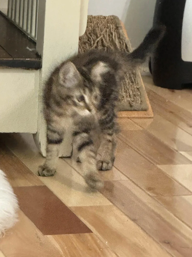 A baby medium-sized female Tabby cat named Indiana for adoption in Buford, GA