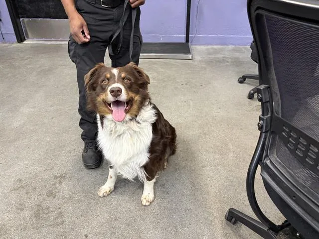A young large-sized male Australian Shepherd dog named Snickers for adoption in Fairfield, CA