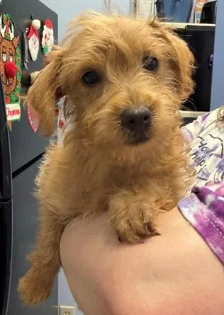 A baby medium-sized female Terrier dog named Red for adoption in Madison, NJ