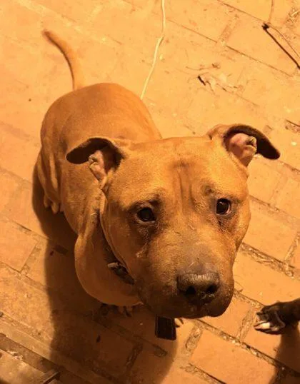 An adult large-sized female Mixed Breed dog named Button for adoption in West Chester, PA