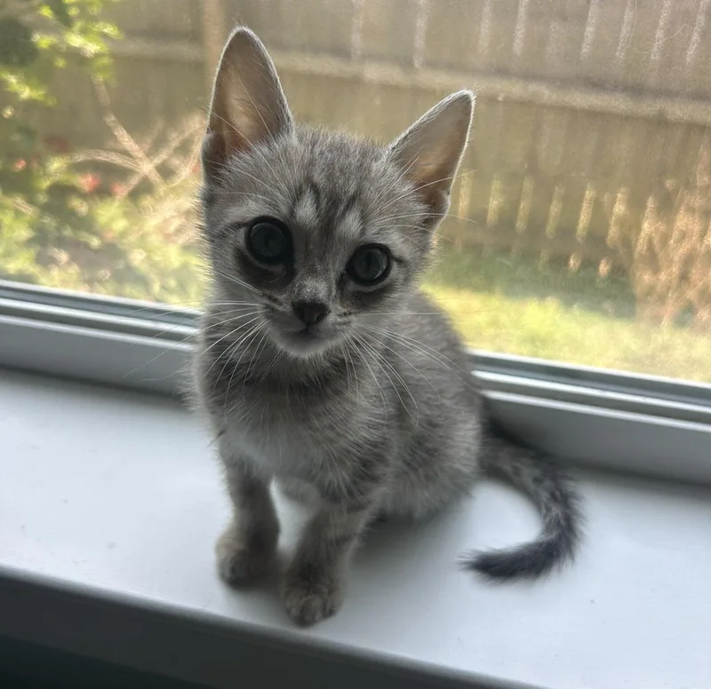 A baby small-sized female Tabby (Gray / Blue / Silver) Domestic Short Hair cat named Marcus for adoption in Raleigh, NC