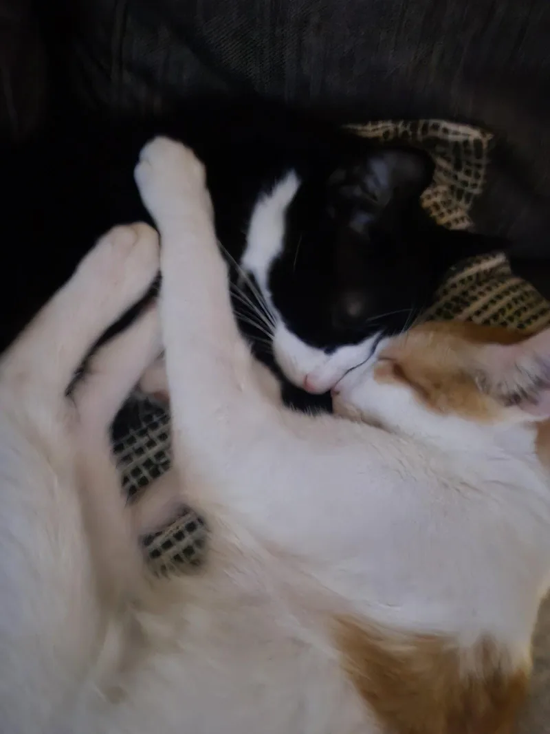 Calvin thumbnail 2