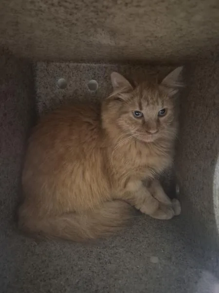 A young medium-sized male Domestic Medium Hair cat named Nf for adoption in Lawrenceville, GA