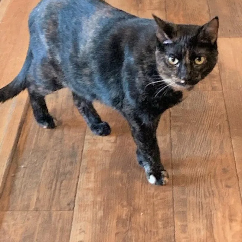 An adult medium-sized female Tortoiseshell Domestic Short Hair cat named Auburn for adoption in Bensalem, PA