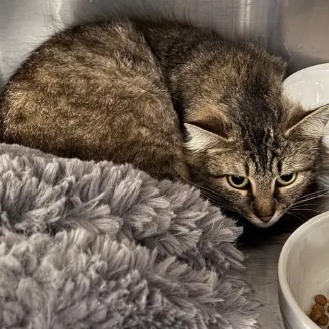An adult medium-sized female Domestic Short Hair cat named Apple for adoption in Cumming, GA