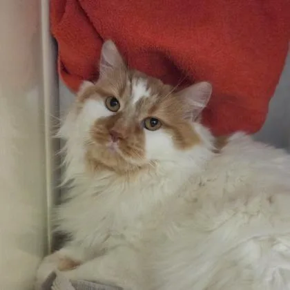 An adult large-sized female Domestic Medium Hair cat named Kenza for adoption in Westland, MI