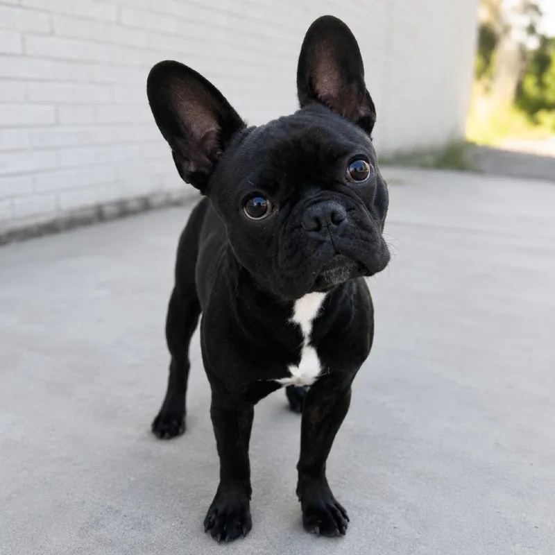 A young small-sized male Black French Bulldog dog named Baxter for adoption in Sonoma, CA