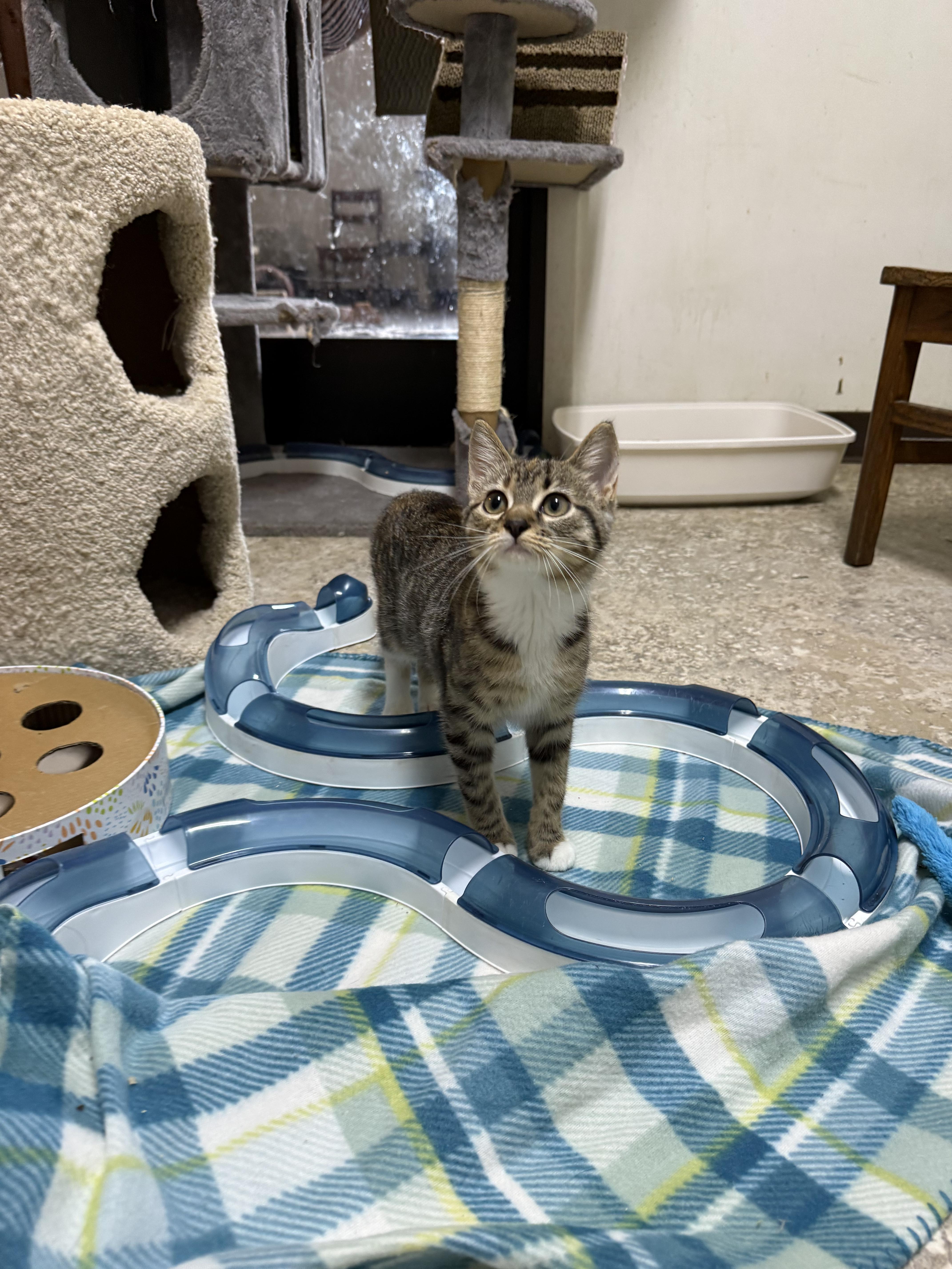 A baby small-sized female Tabby (Brown / Chocolate) Domestic Short Hair cat named Tilly for adoption in Hendersonville, TN