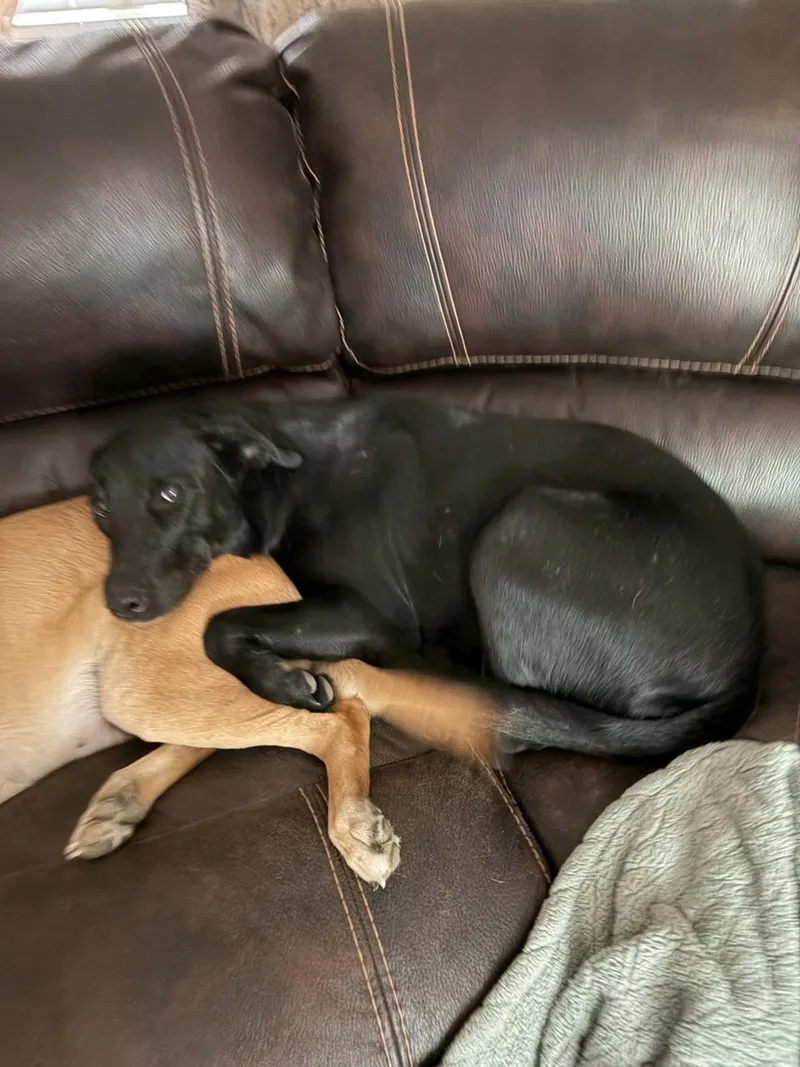 An adult large-sized female Black Labrador Retriever dog named Kadra for adoption in Melbourne, AR