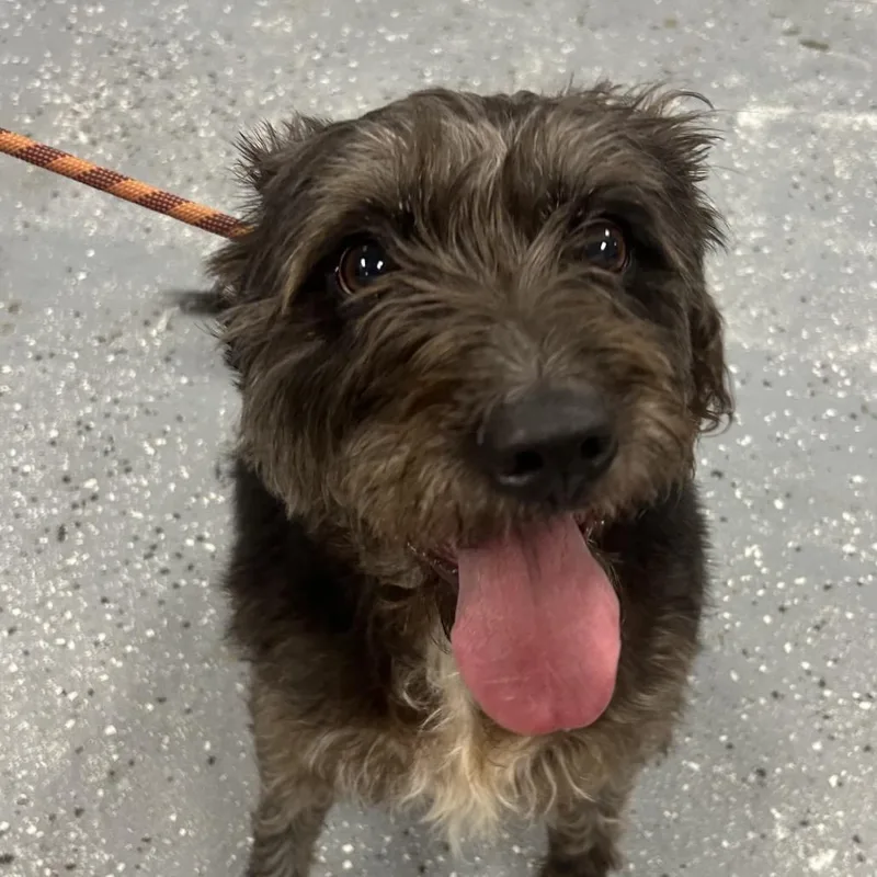 An adult medium-sized female Black Terrier dog named Pepper for adoption in St Joseph, MO