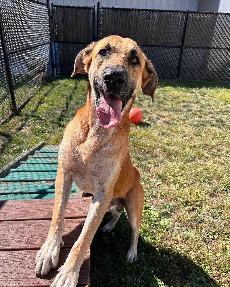 Marmaduke Tag thumbnail 2