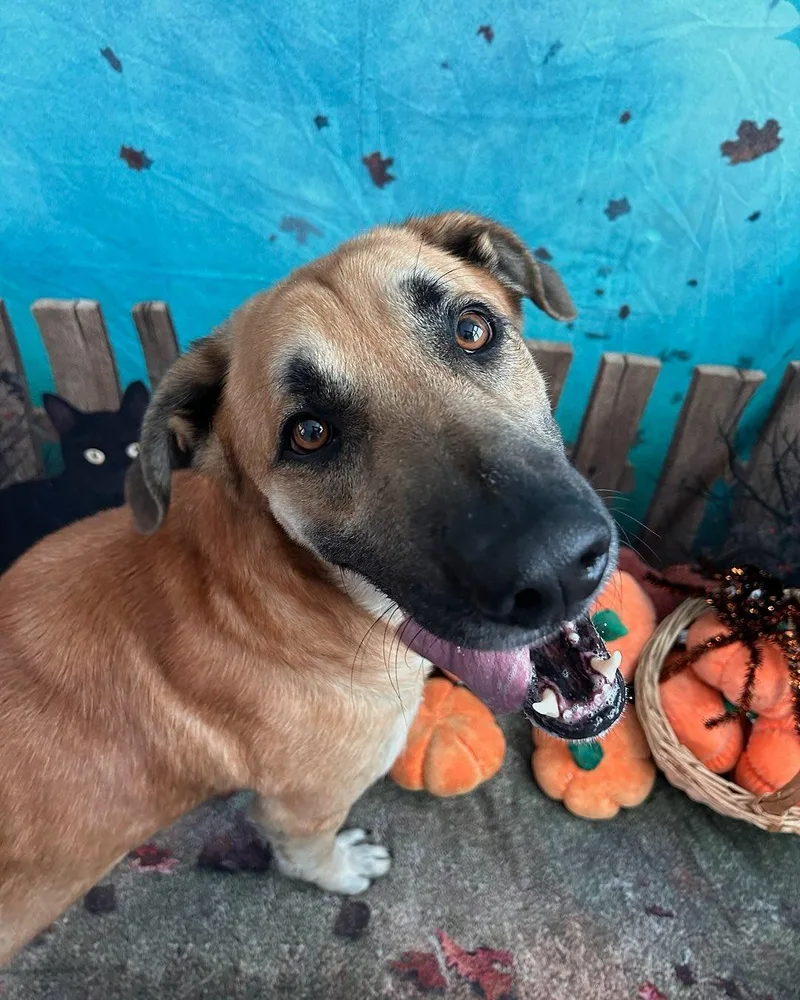 Marmaduke Tag thumbnail 3