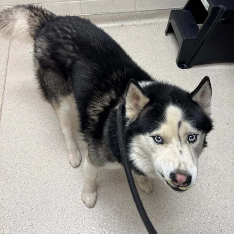 An adult medium-sized male Black Husky dog named Everest for adoption in Murray, UT