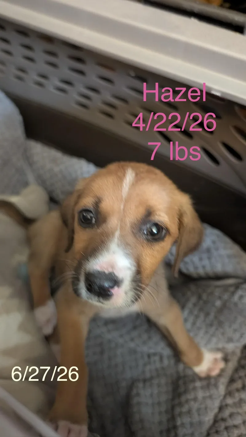 A baby small-sized female Airedale Terrier dog named Hazel for adoption in Welling, OK