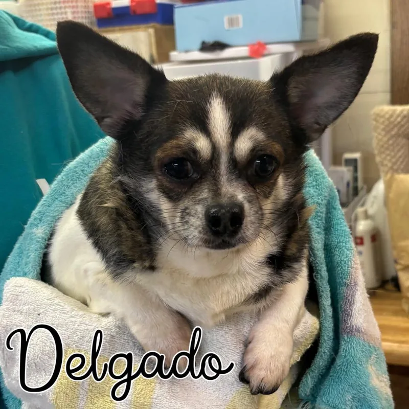 An adult small-sized male Chihuahua dog named Delgado for adoption in Hillsboro, OH