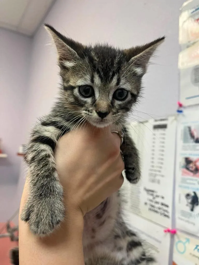 A baby medium-sized female Domestic Short Hair cat named Sage for adoption in New Braunfels, TX