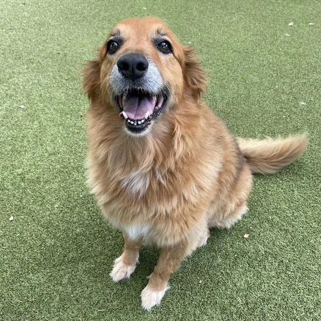 A senior large-sized female Red / Chestnut / Orange Golden Retriever dog named Charley for adoption in Austin, TX