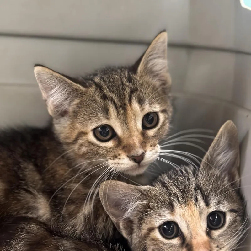 A baby small-sized female Brown / Chocolate Domestic Short Hair cat named Maggie for adoption in Starkville, MS