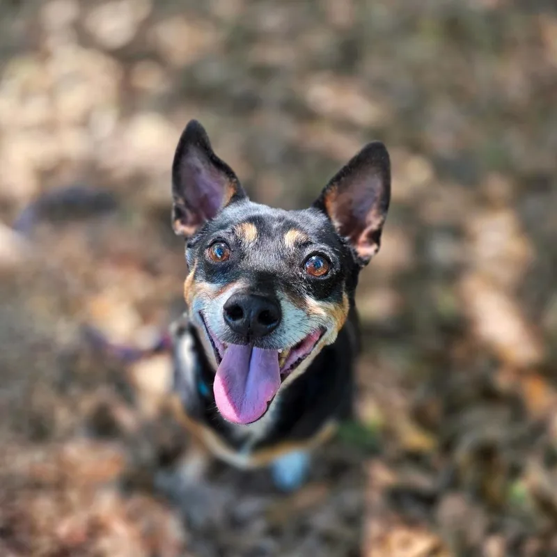 An adult small-sized male Black Mixed Breed dog named Stitch for adoption in Port Charlotte, FL