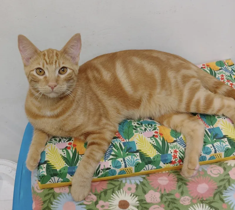 A baby medium-sized male Tabby (Orange / Red) Domestic Short Hair cat named Spike for adoption in Rock Hill, SC