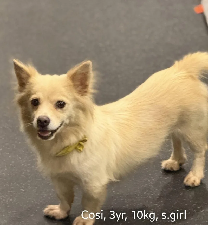 A young medium-sized female Corgi dog named Cosi for adoption in Agoura Hills, CA