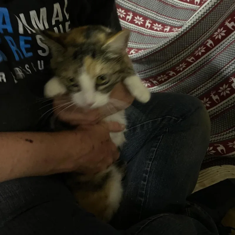 An adult small-sized female Calico Domestic Short Hair cat named Prague for adoption in Hemet, CA