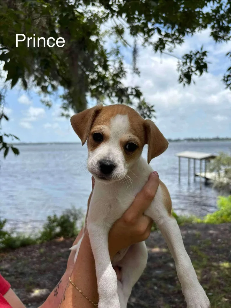 A baby small-sized male Jack Russell Terrier dog named Prince for adoption in Panama City, FL
