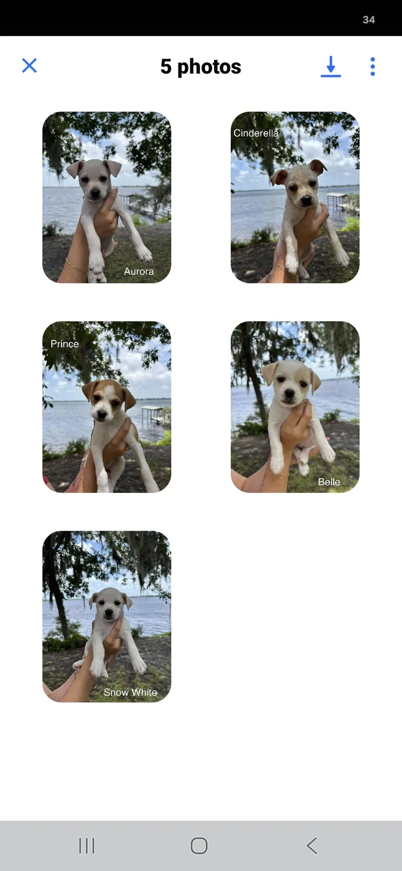Prince thumbnail 2