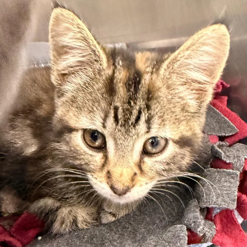 A baby small-sized female Brown / Chocolate Domestic Short Hair cat named Starlight for adoption in Evansville, IN