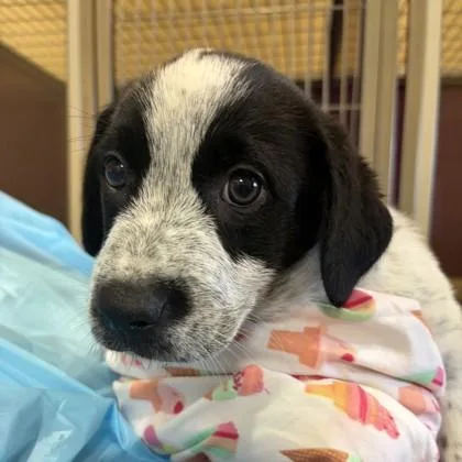 An adult small-sized male Australian Cattle Dog / Blue Heeler dog named Sir Speckles for adoption in Merriam, KS
