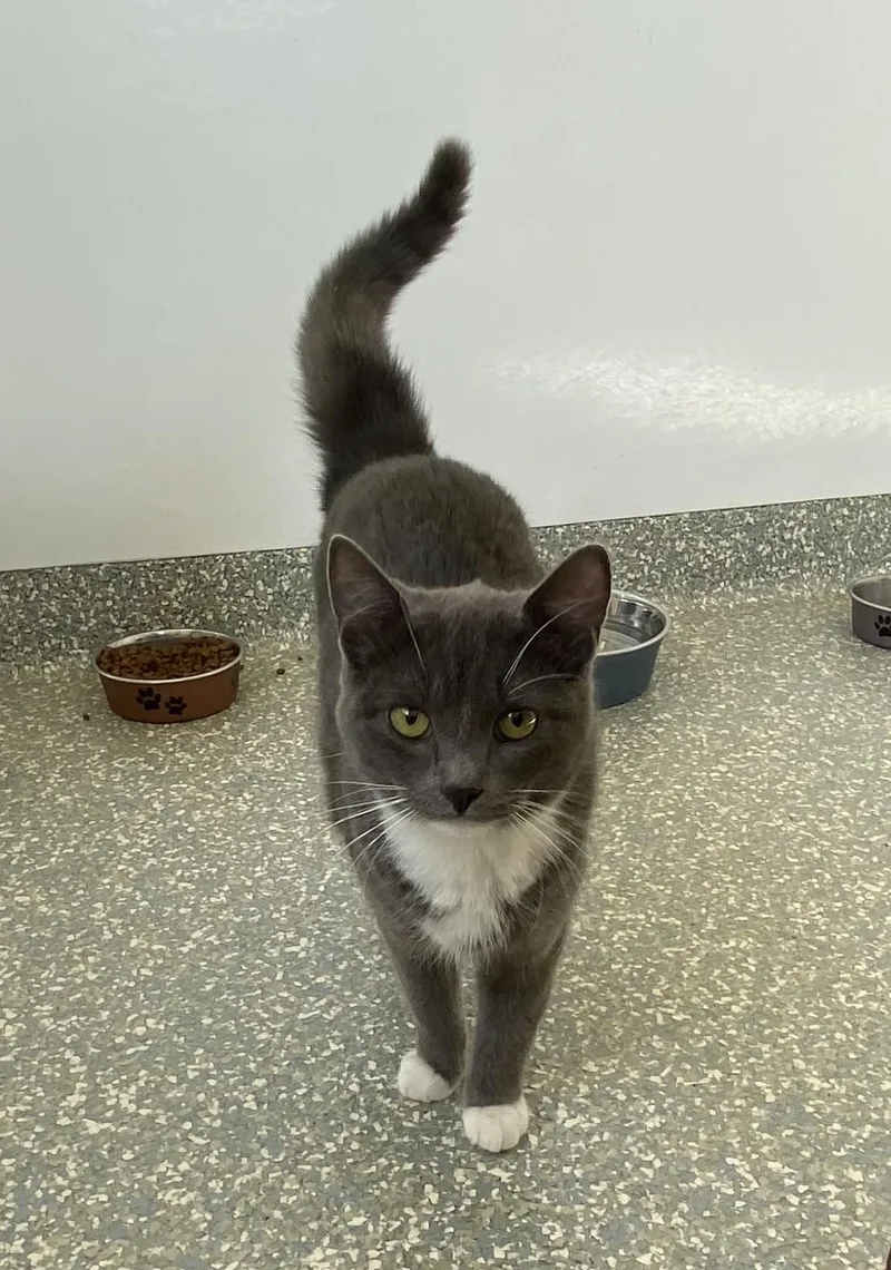 A young medium-sized female Gray & White Domestic Short Hair cat named Mitzy for adoption in Waldport, OR