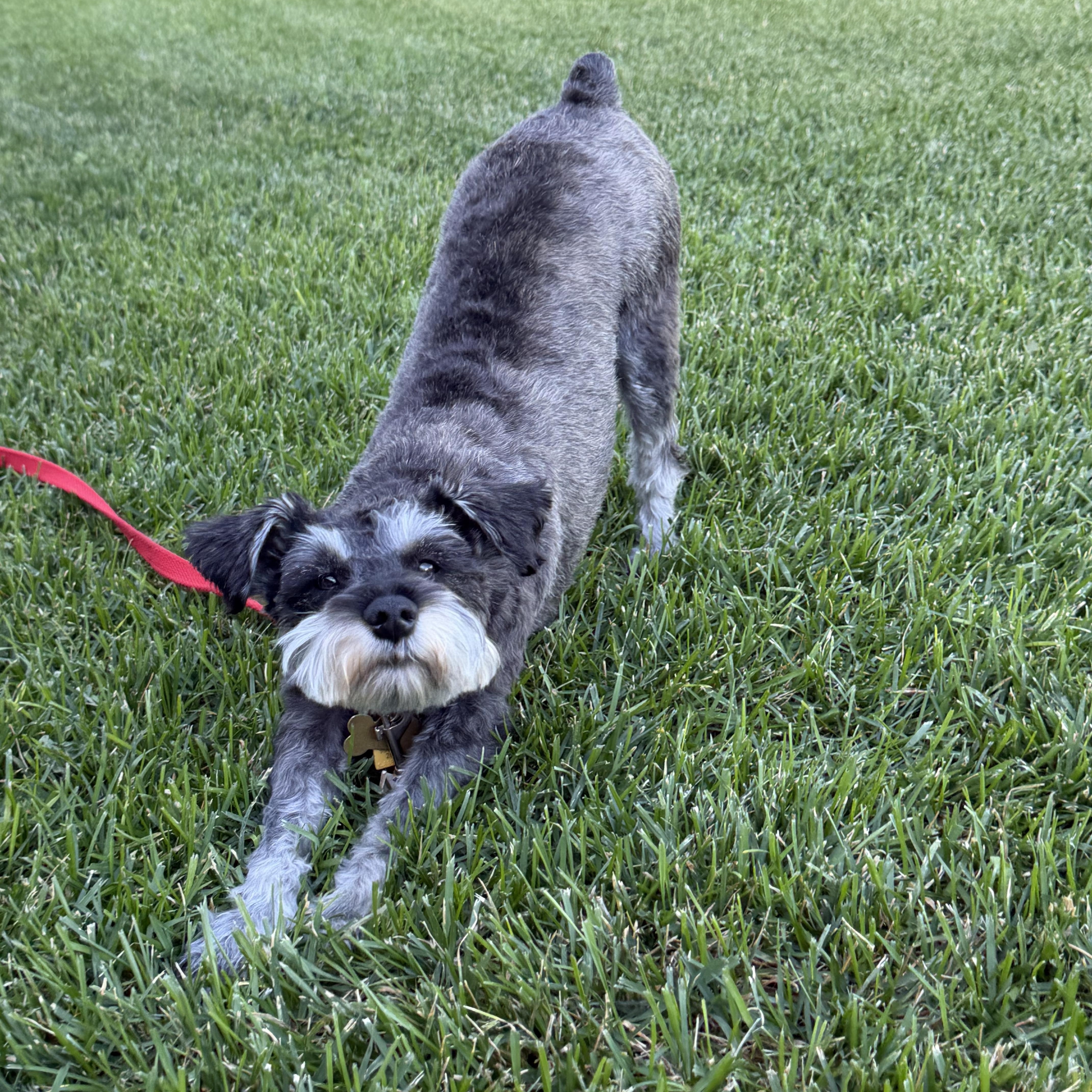 A young small-sized female Miniature Schnauzer dog named Winnie for adoption in Littleton, CO