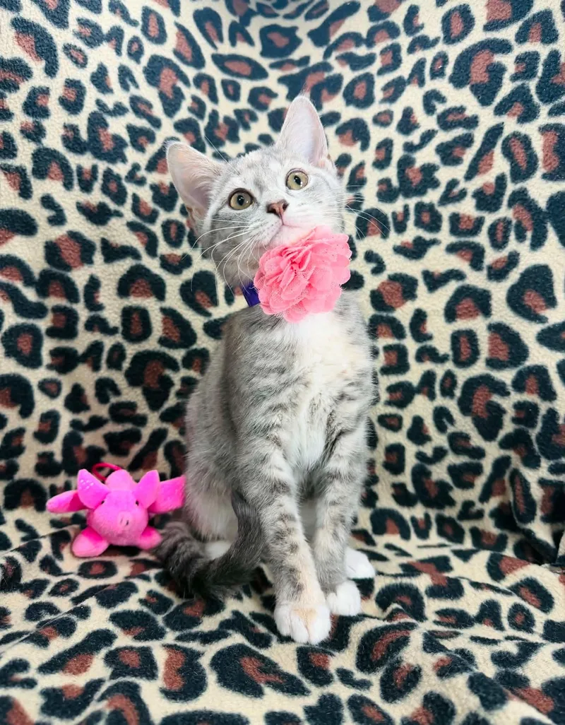 A young medium-sized female Dilute Tortoiseshell Domestic Short Hair cat named Nessa for adoption in Tavares, FL