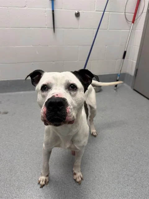 An adult medium-sized male Pit Bull Terrier dog named Bubba for adoption in Indianapolis, IN