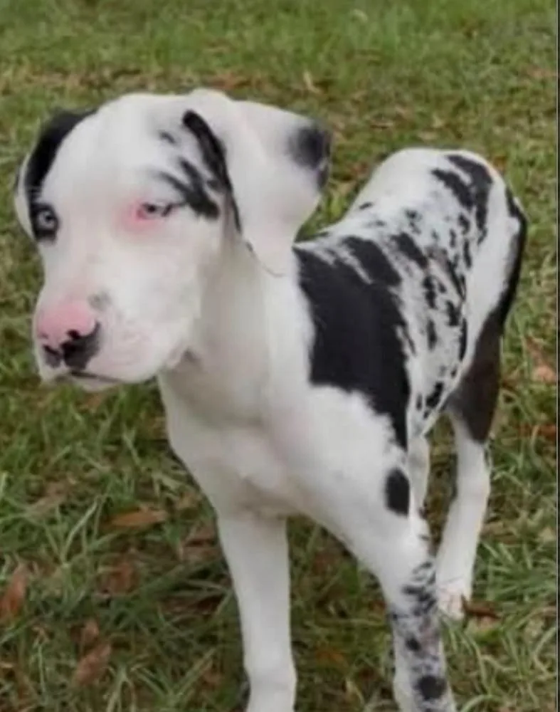 A baby medium-sized male Catahoula Leopard Dog dog named Croc for adoption in Lakeland, FL