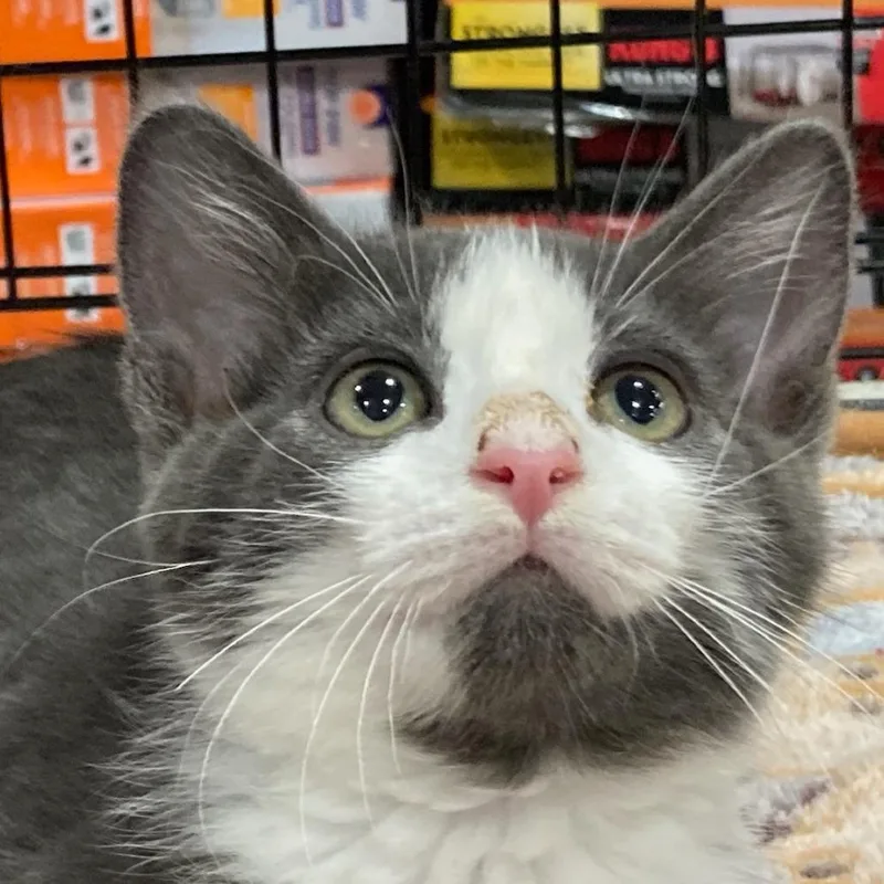 A baby small-sized male Gray / Blue / Silver Domestic Short Hair cat named Houdini for adoption in Springfield, IL