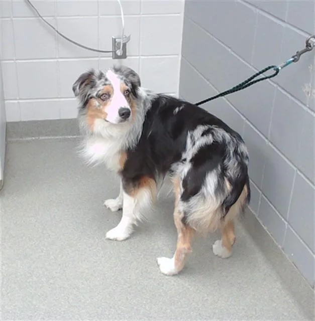 An adult medium-sized male Australian Shepherd dog named Calypso for adoption in Omaha, NE